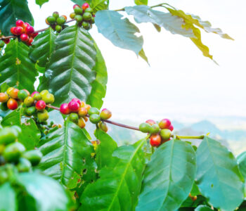 Coffee plant in Detail